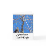 American Bald Eagle Note Card