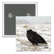American Bald Eagle Pinback Button