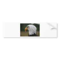 american Bald Eagle Portrait. Bumper Sticker