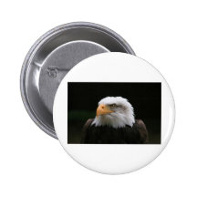 american Bald Eagle Portrait Buttons