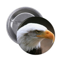 american Bald Eagle Portrait Pinback Button