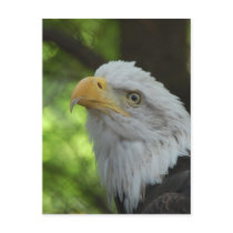 American Bald Eagle Postcard