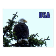 American Bald Eagle Postcards