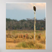 American Bald Eagle