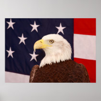 American Bald Eagle Print