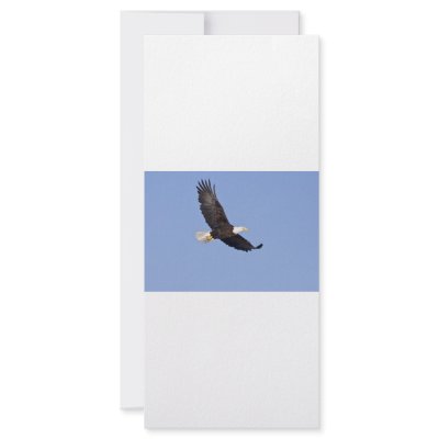 American Bald Eagle Custom Rack Cards by funniefarm5