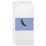 American Bald Eagle rack cards