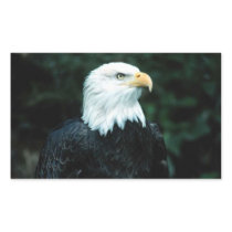 American Bald Eagle Rectangle Sticker