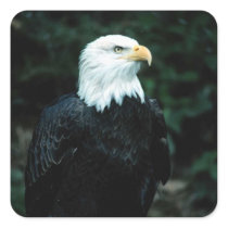 American Bald Eagle Square Sticker