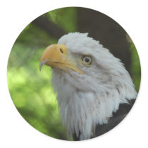 American Bald Eagle Sticker