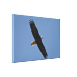American Bald Eagle Wrapped Canvas Canvas Print
