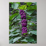 american beauty berry