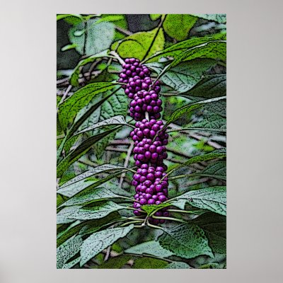 american beauty berry by jimwhitehd