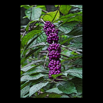 american beauty berry posters