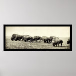 American Bison Buffalo Photo 1906 Poster
