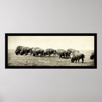 American Bison Buffalo Photo 1906 Poster
