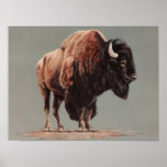American Bison canvas posters