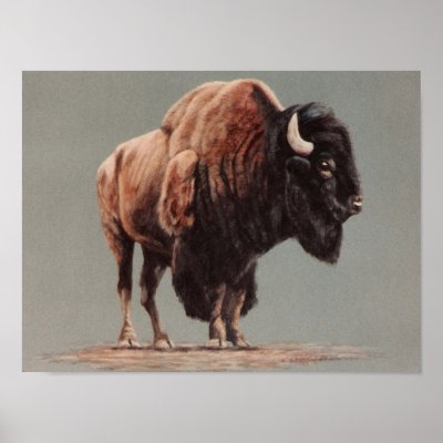 American Bison canvas Print by DiDi_Higginbotham