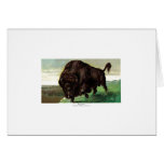 American Bison Greeting Cards