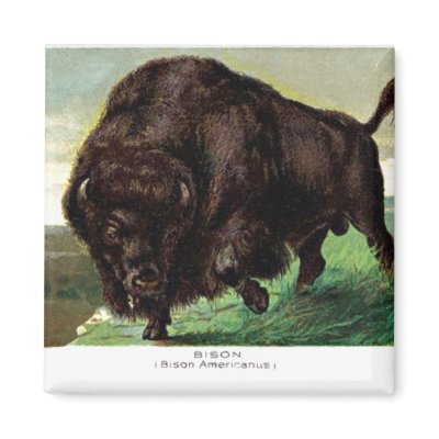 American Bison Magnet by mosswood