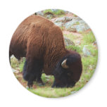 American Bison Painting Refrigerator Magnets