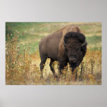 American Bison