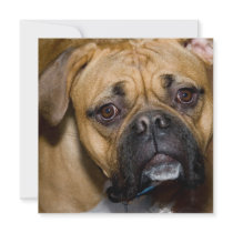 American Boxer Invitation