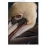 American Brown Pelican portrait Greeting Cards