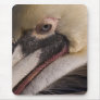 American Brown Pelican portrait Mouse Mat
