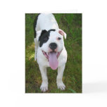 American Bull Dog Happy Birthday Card