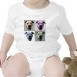 American bulldog 2
