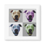 American bulldog 2