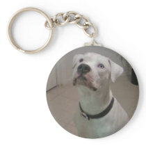 American bulldog keychain