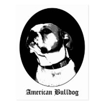 American bulldog postcard