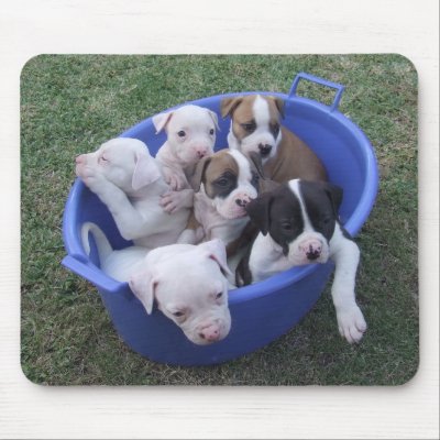 American Bulldog Puppies Mouse Pads by kit2008