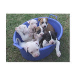 American Bulldog Puppies Postcard