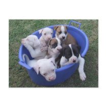 American Bulldog Puppies Postcard