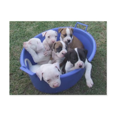American Bulldog Puppies Postcard by kit2008