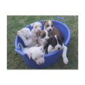 American Bulldog Puppies Postcard