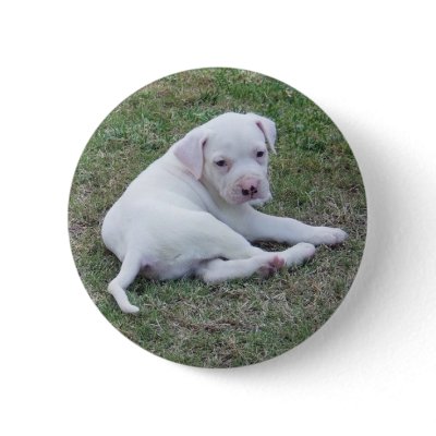American Bulldog Puppy Button by kit2008