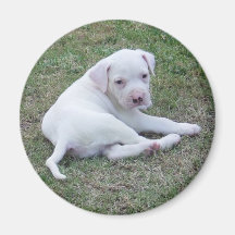 American Bulldog Puppy Fridge Magnet