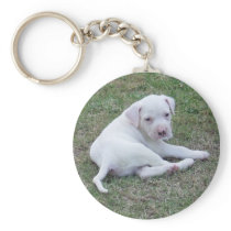 American Bulldog Puppy Keychains