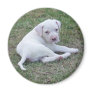 American Bulldog Puppy Fridge Magnet