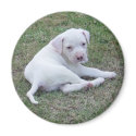 American Bulldog Puppy magnets