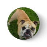 American Bulldog Round Button