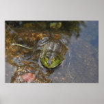 American Bullfrog Poster
