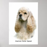 American Cocker Spaniel 9Y244D-035 Posters