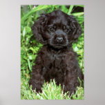 American Cocker Spaniel Poster