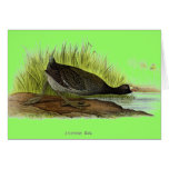 American Coot Greeting Cards