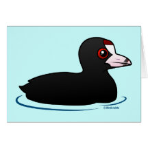 American Coot Cards